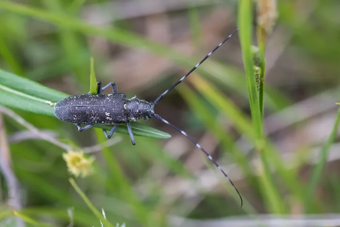 Gerahmter Druck : Marco ist ein Bild eines Insekts.