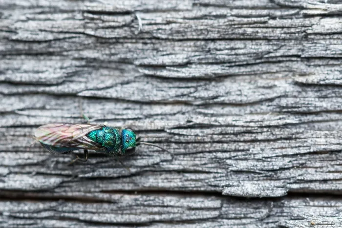 Gerahmter Druck : Marco-Bild eines Insekts Gerahmter Druck : Marco-Bild eines Insekts