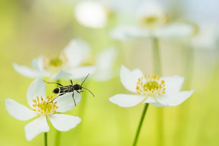 Gerahmter Druck : Marco ist ein Bild eines Insekts. Gerahmter Druck : Marco ist ein Bild eines Insekts.
