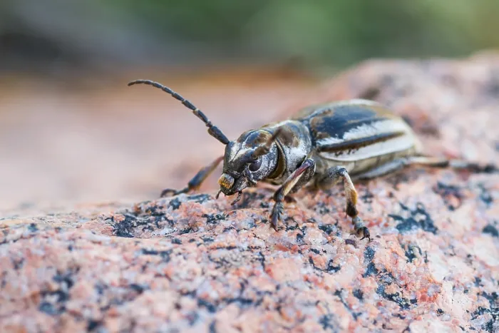 Gerahmter Druck : Marco ist ein Bild eines Insekts. Gerahmter Druck : Marco ist ein Bild eines Insekts.