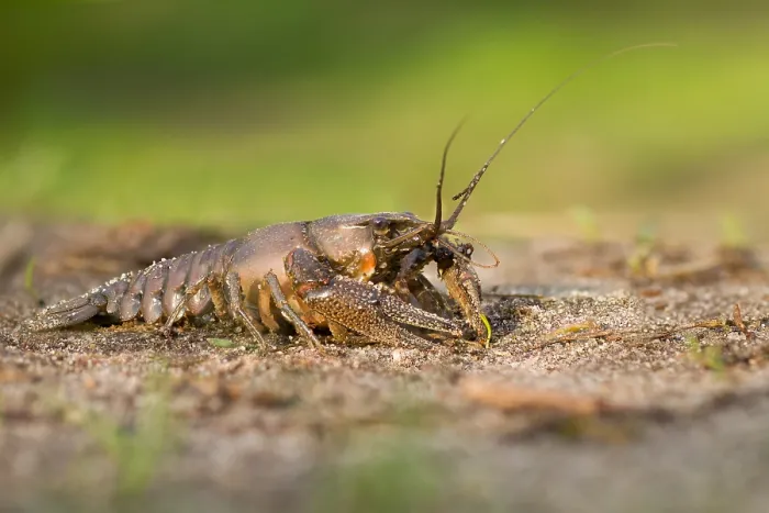 Gerahmter Druck : Marco ist ein Insektenbild. Gerahmter Druck : Marco ist ein Insektenbild.