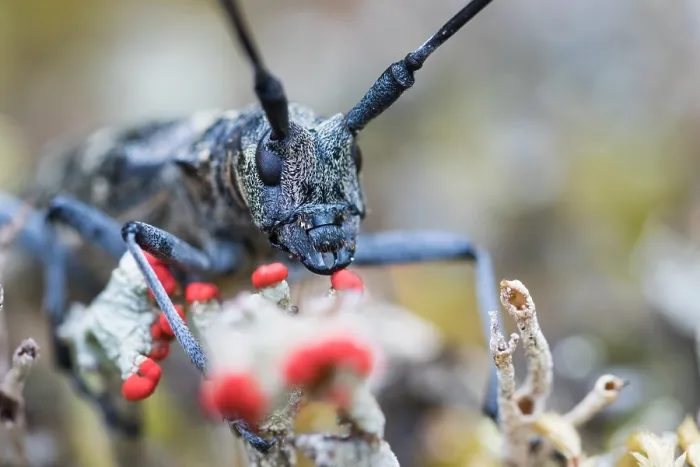 Gerahmter Druck : Marco-Bild eines Insekts Gerahmter Druck : Marco-Bild eines Insekts