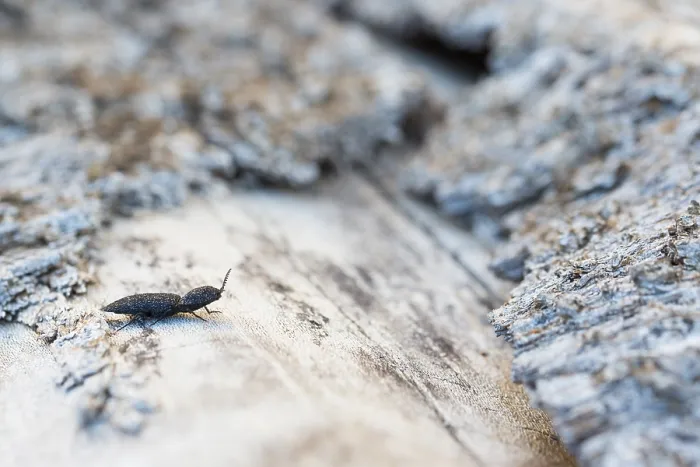 Gerahmter Druck : Marco ist ein Bild eines Insekts. Gerahmter Druck : Marco ist ein Bild eines Insekts.