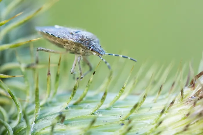 Gerahmter Druck : Marco ist ein Insektbild. Gerahmter Druck : Marco ist ein Insektbild.