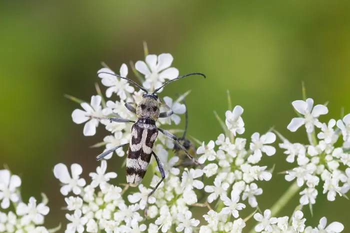 Gerahmter Druck : Marco ist ein Insektbild. Gerahmter Druck : Marco ist ein Insektbild.