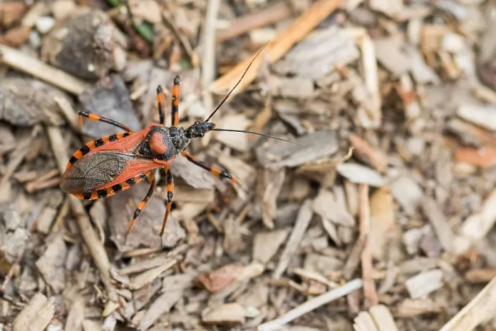 Gerahmter Druck : Marco ist ein Bild eines Insekts. Gerahmter Druck : Marco ist ein Bild eines Insekts.