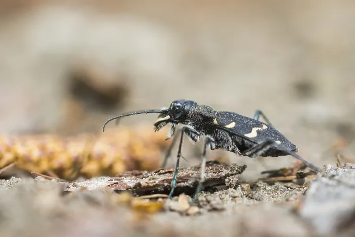 Gerahmter Druck : Marco ist ein Bild eines Insekts. Gerahmter Druck : Marco ist ein Bild eines Insekts.