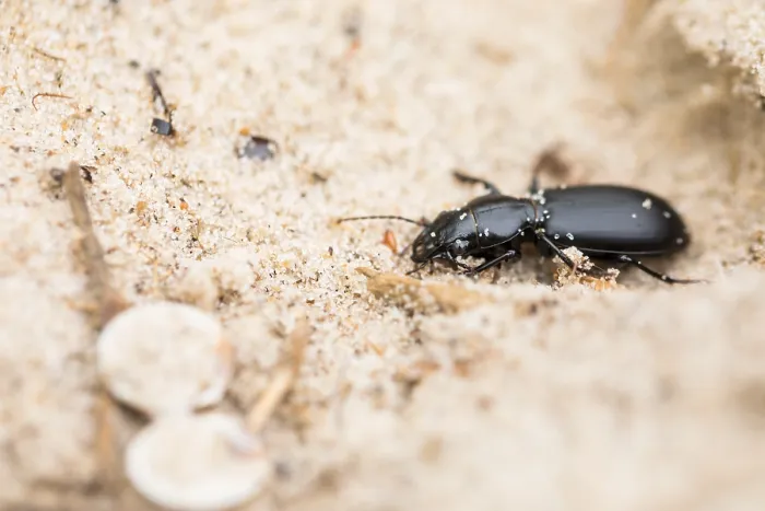 Gerahmter Druck : Marco ist ein Bild eines Insekts. Gerahmter Druck : Marco ist ein Bild eines Insekts.
