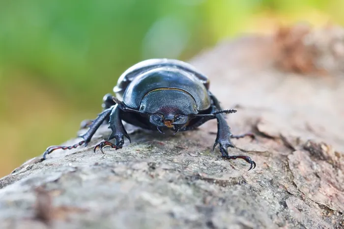 Gerahmter Druck : Marco ist ein Insektenbild. Gerahmter Druck : Marco ist ein Insektenbild.