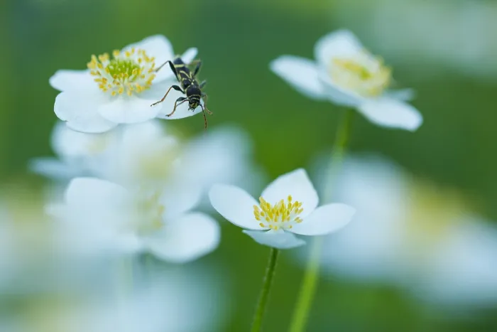 Gerahmter Druck : Marco ist ein Bild eines Insekts.