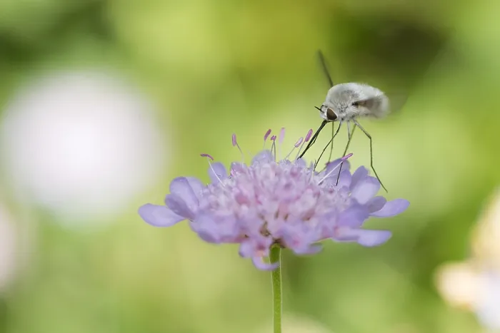 Gerahmter Druck : Marco ist ein Insektengemälde. Gerahmter Druck : Marco ist ein Insektengemälde.