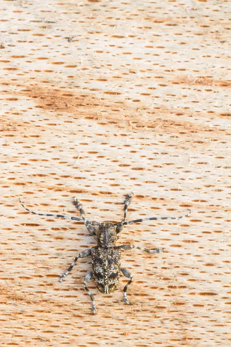 Gerahmter Druck : Marco-Bild eines Insekts Gerahmter Druck : Marco-Bild eines Insekts