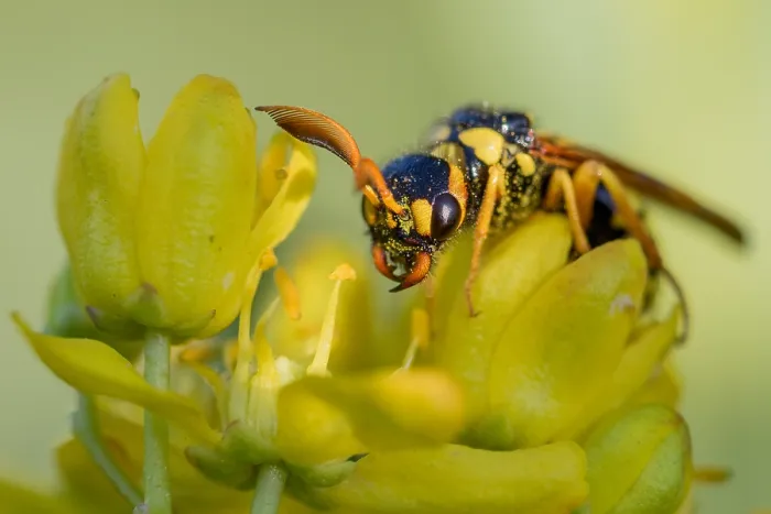 Gerahmter Druck : Marco ist ein Bild eines Insekts. Gerahmter Druck : Marco ist ein Bild eines Insekts.