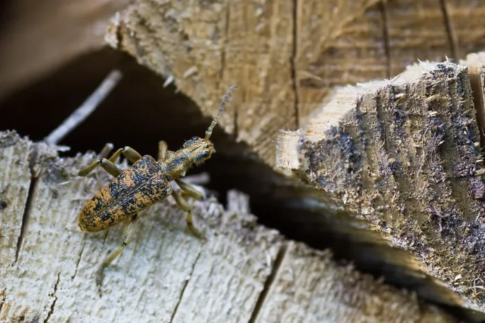 Gerahmter Druck : Marco-Bild eines Insekts. Gerahmter Druck : Marco-Bild eines Insekts.
