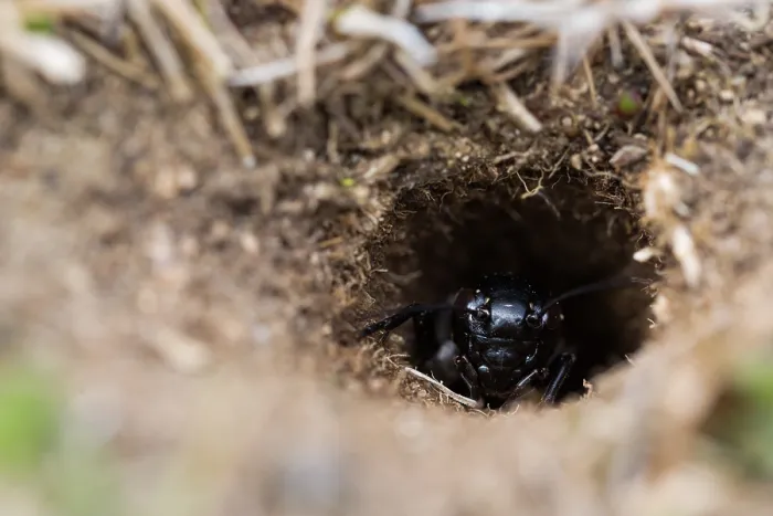Gerahmter Druck : Marco ist ein Bild eines Insekts. Gerahmter Druck : Marco ist ein Bild eines Insekts.