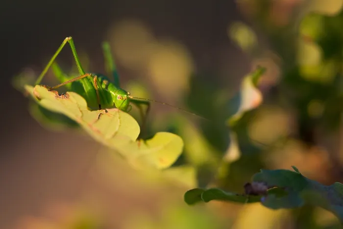 Gerahmter Druck : Marco ist ein Insektenbild. Gerahmter Druck : Marco ist ein Insektenbild.