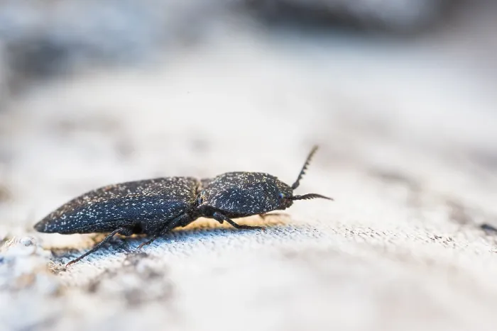 Gerahmter Druck : Marco-Bild eines Insekts Gerahmter Druck : Marco-Bild eines Insekts
