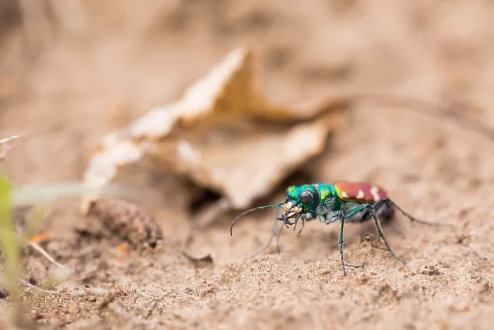 Gerahmter Druck : Marco-Bild eines Insekts. Gerahmter Druck : Marco-Bild eines Insekts.