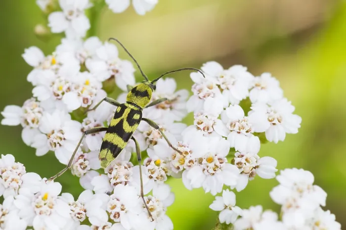 Gerahmter Druck : Marco ist ein Bild eines Insekts. Gerahmter Druck : Marco ist ein Bild eines Insekts.