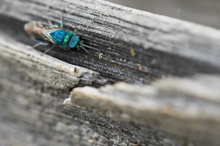 Gerahmter Druck : Marco-Bild eines Insekts Gerahmter Druck : Marco-Bild eines Insekts