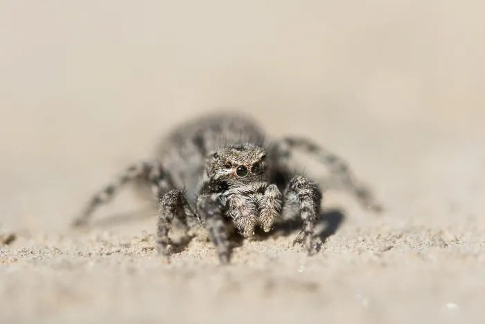 Gerahmter Druck : Marco ist ein Insektenbild. Gerahmter Druck : Marco ist ein Insektenbild.