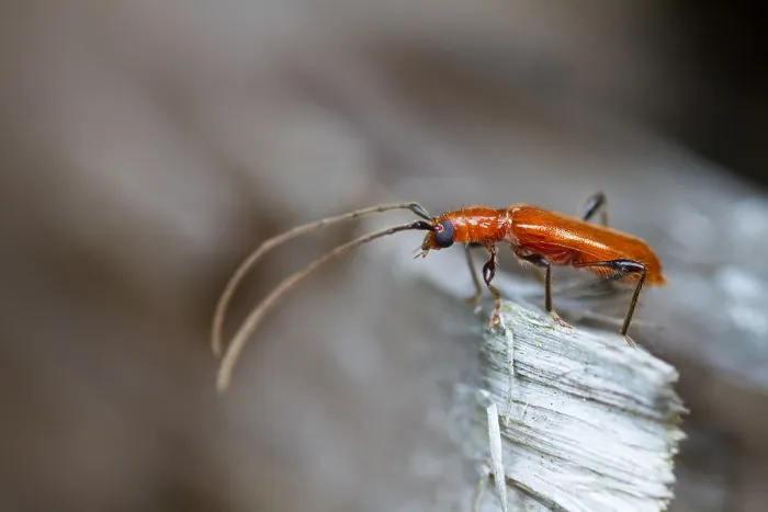 Gerahmter Druck : Marco ist ein Insektbild. Gerahmter Druck : Marco ist ein Insektbild.