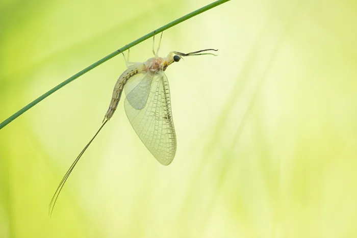 Gerahmter Druck : Marco-Bild eines Insekts. Gerahmter Druck : Marco-Bild eines Insekts.