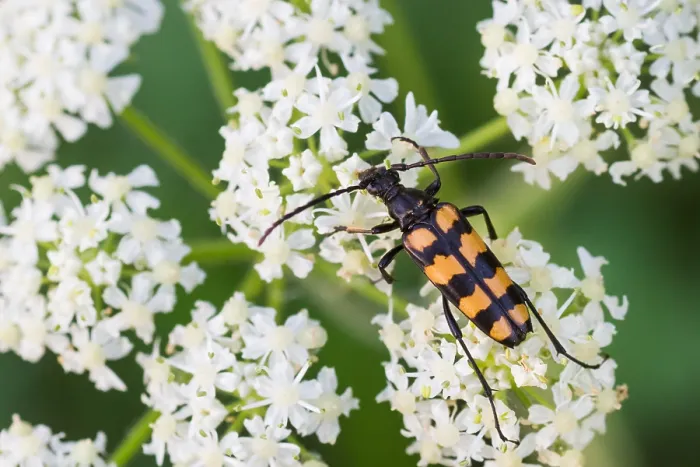 Gerahmter Druck : Marco ist ein Insektbild. Gerahmter Druck : Marco ist ein Insektbild.