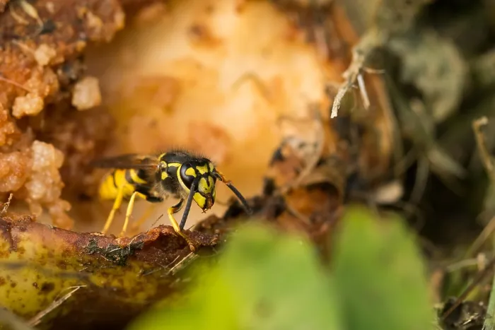 Gerahmter Druck : Marco ist ein Insektbild. Gerahmter Druck : Marco ist ein Insektbild.