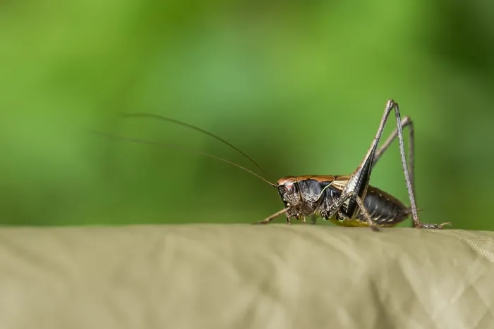 Gerahmter Druck : Marco ist ein Bild eines Insekts.