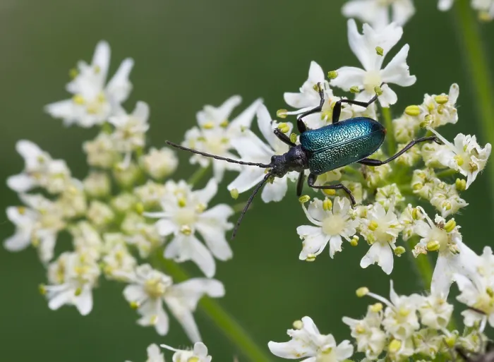 Gerahmter Druck : Marco ist ein Insektengemälde. Gerahmter Druck : Marco ist ein Insektengemälde.