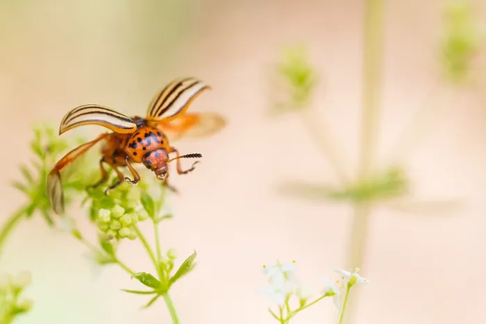 Gerahmter Druck : Marco ist ein Bild eines Insekts. Gerahmter Druck : Marco ist ein Bild eines Insekts.