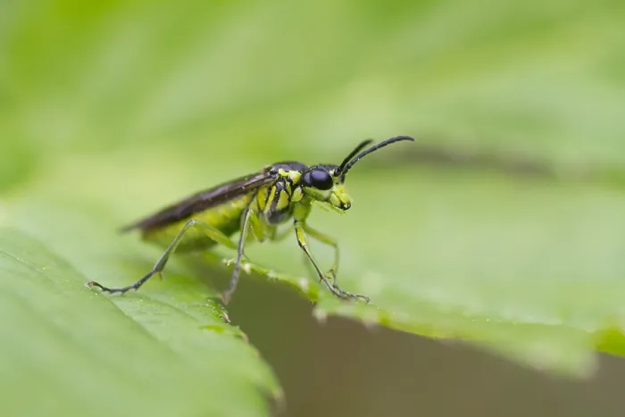 Gerahmter Druck : Marco ist ein Bild eines Insekts. Gerahmter Druck : Marco ist ein Bild eines Insekts.