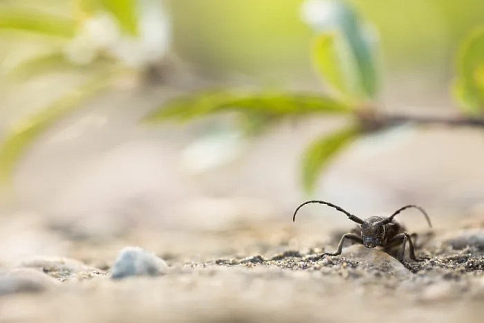 Gerahmter Druck : Marco ist ein Bild eines Insekts. Gerahmter Druck : Marco ist ein Bild eines Insekts.