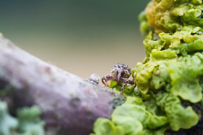 Gerahmter Druck : Marco-Bild eines Insekts Gerahmter Druck : Marco-Bild eines Insekts