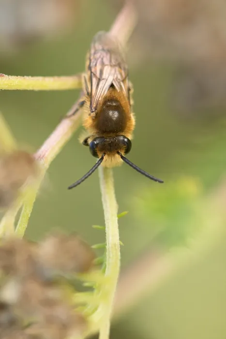 Gerahmter Druck : Marco ist ein Insektbild. Gerahmter Druck : Marco ist ein Insektbild.