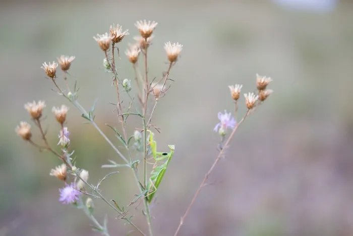 Gerahmter Druck : Marco ist ein Bild eines Insekts. Gerahmter Druck : Marco ist ein Bild eines Insekts.