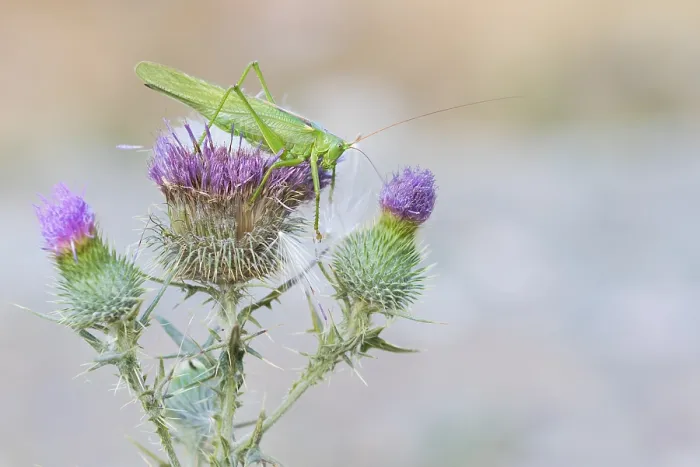 Gerahmter Druck : Marco ist ein Bild eines Insekts. Gerahmter Druck : Marco ist ein Bild eines Insekts.