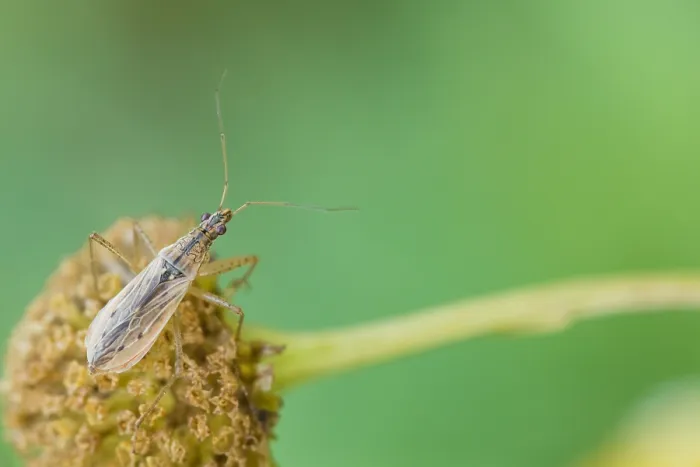Gerahmter Druck : Marco ist ein Bild eines Insekts. Gerahmter Druck : Marco ist ein Bild eines Insekts.