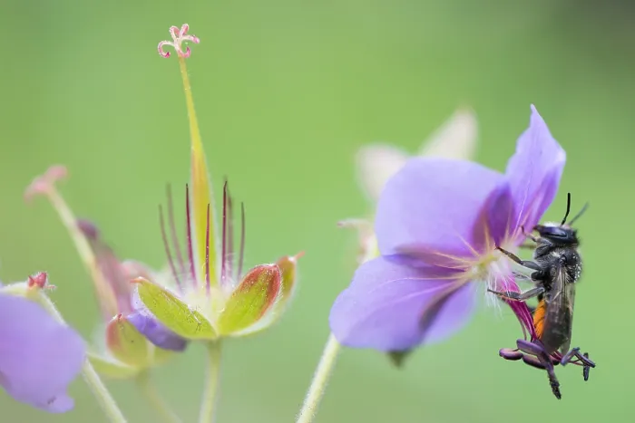 Gerahmter Druck : Marco ist ein Bild eines Insekts. Gerahmter Druck : Marco ist ein Bild eines Insekts.