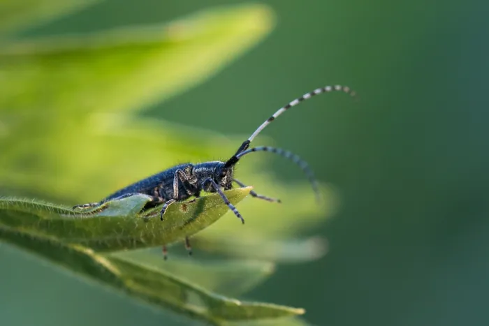 Gerahmter Druck : Marco-Bild eines Insekts. Gerahmter Druck : Marco-Bild eines Insekts.