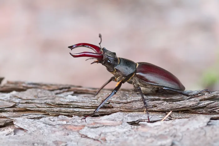 Gerahmter Druck : Marco ist ein Bild eines Insekts. Gerahmter Druck : Marco ist ein Bild eines Insekts.