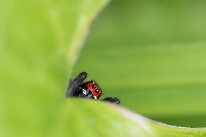 Gerahmter Druck : Marco ist ein Bild eines Insekts. Gerahmter Druck : Marco ist ein Bild eines Insekts.