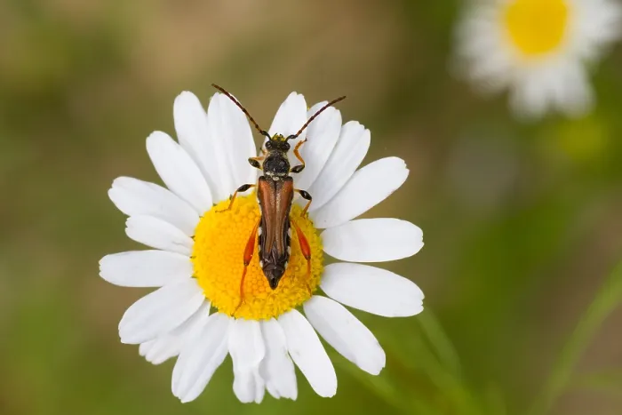 Gerahmter Druck : Marco ist ein Bild eines Insekts. Gerahmter Druck : Marco ist ein Bild eines Insekts.