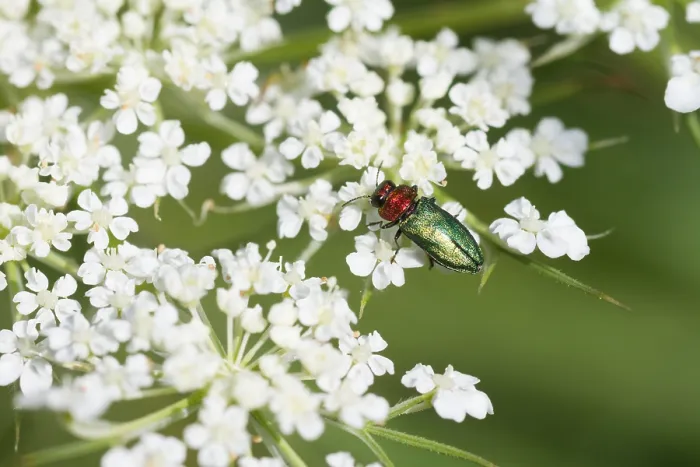Gerahmter Druck : Marco ist ein Insektenbild. Gerahmter Druck : Marco ist ein Insektenbild.