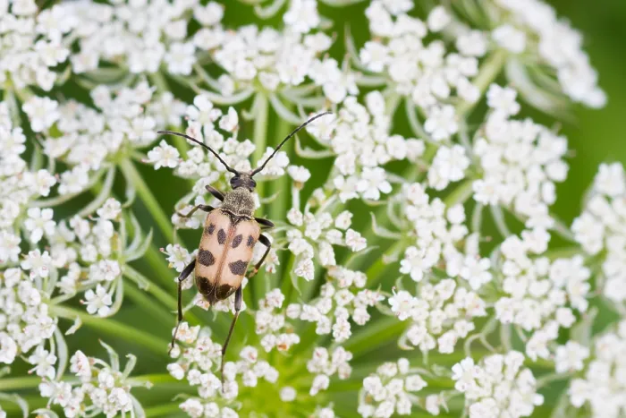 Gerahmter Druck : Marco ist ein Bild eines Insekts. Gerahmter Druck : Marco ist ein Bild eines Insekts.
