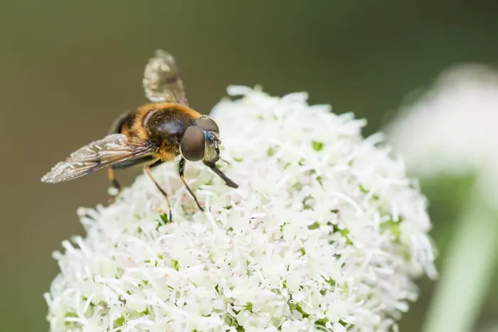Gerahmter Druck : Marco-Bild eines Insekts.