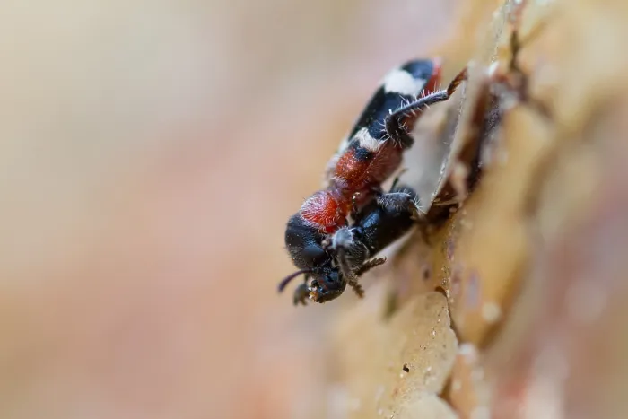 Gerahmter Druck : Marco-Bild eines Insekts. Gerahmter Druck : Marco-Bild eines Insekts.