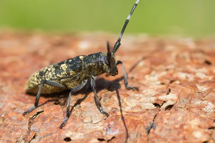 Gerahmter Druck : Marco ist ein Bild eines Insekts. Gerahmter Druck : Marco ist ein Bild eines Insekts.