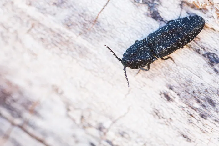 Gerahmter Druck : Marco-Bild eines Insekts Gerahmter Druck : Marco-Bild eines Insekts